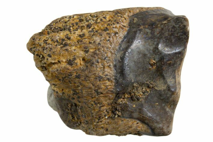 Fossil Dinosaur (Triceratops) Shed Tooth - Montana #339726
